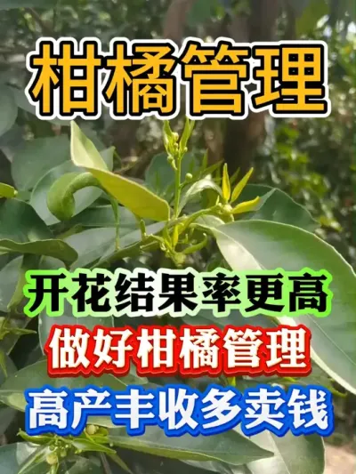 柑橘冒芽之前，只要旱不死，就往死里旱#果树种植 #果树管理 #果园管理 #柑橘种植