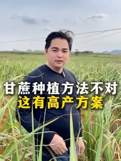 甘蔗种植方法不对，这有高产方案#种植小技巧 #甘蔗种植 #农业种植 #三农 #增产增收小配方