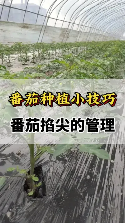 番茄种植小技巧，番茄掐尖的管理#番茄种植方法及管理技术 #服务三农支持三农 #西红柿种植技术与管理法 #番茄种植 #心系三农服务三农