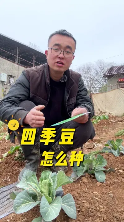 四季豆怎么种才能产量高？采收期长？#关注我一起学种菜 #阳台种植 #每天分享蔬菜种植技巧 #种植小技巧 #蔬菜种植