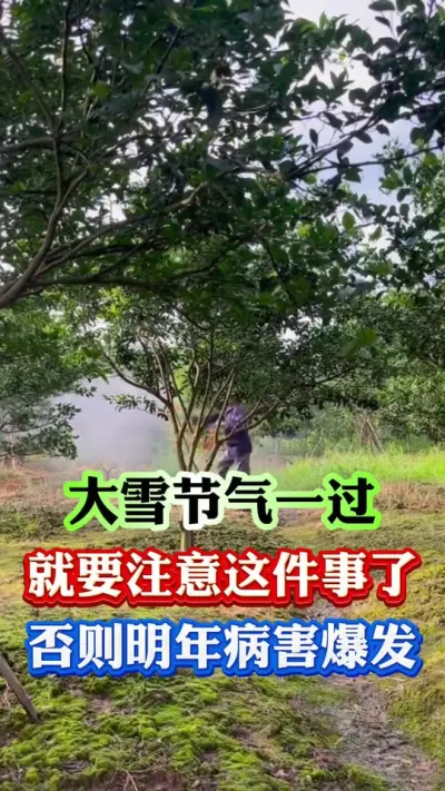 大雪节气之后，千万别做错这件事#果树种植 #果树管理 #病虫害防治 #果园管理