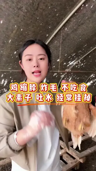 鸡缩脖炸毛不吃食，大素子吐水经常花点 #鸡鸭鹅养殖 #科学养鸡 #鸡病防治 #服务三农支持三农 #养殖小妙招