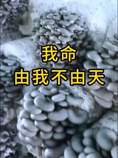 我命由我不由天，平菇种植，选对菌种很重要，棉壳颗粒菌种全国发货#平菇种植 #平菇菌种 #食用菌栽培种 #栽培种
