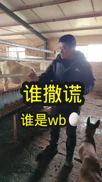 吃口不好的，采食量上不去挑食的，可以拍一包回去试试，只要不满意就申请退款#养羊 #农村养羊 #养羊技术分享 #养羊创业 #养羊人