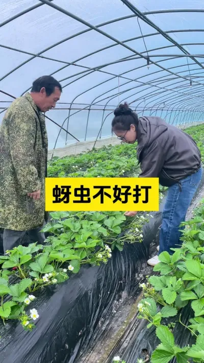 草莓蚜虫的防治办法！#启明大师姐 #草莓种植管理技术和方法 #农业技术推广 #农业种植 #科学种植