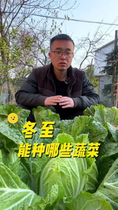 冬至后能种哪些蔬菜？#关注我一起学种菜 #自己种的纯天然的绿色蔬菜 #种植小技巧 #我的小菜园 #内容启发搜索