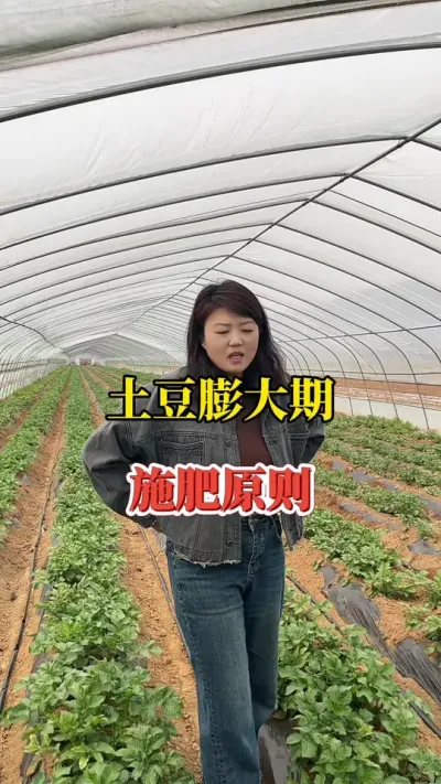 土豆膨大阶段，应该也么正确去施肥#种植小技巧 #土豆高产种植 #马铃薯