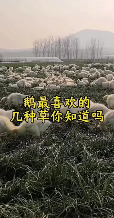 #养鹅技术分享 #养鹅人 #肉鹅 #鹅 #禽病防治