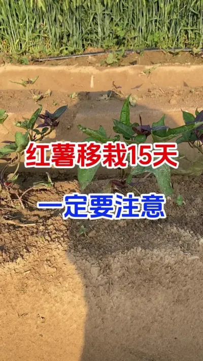 红薯移栽15天一定要注意#红薯种植#红薯管理#红薯施肥#红薯高产