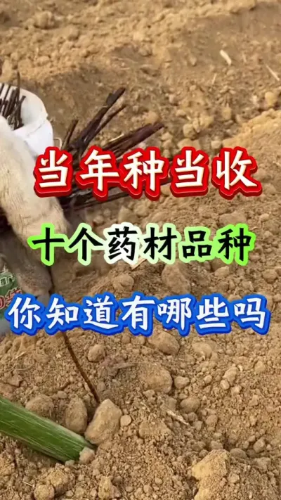 药材种植 当年种当年收十个药材品种你知道有哪些吗 #药材种植 #药材管理 #药材高产