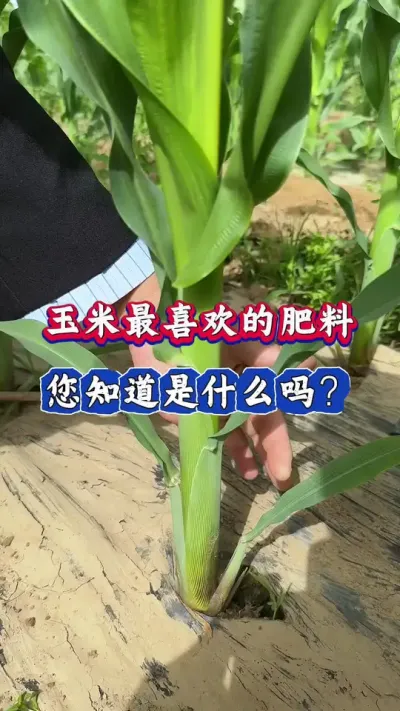 玉米最喜欢的肥料，您知道是什么吗？#玉米高产 #玉米 #玉米种植 #三农 #春耕