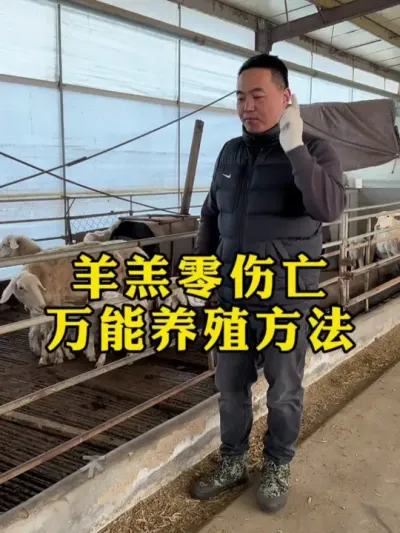 养羊零伤亡 万能养殖方法 #每天分享养羊知识   #牛羊养殖   #畜牧养殖