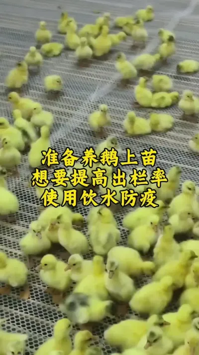 #养鹅技术分享 #科学养鹅 #肉鹅 #养鹅人 #养鹅