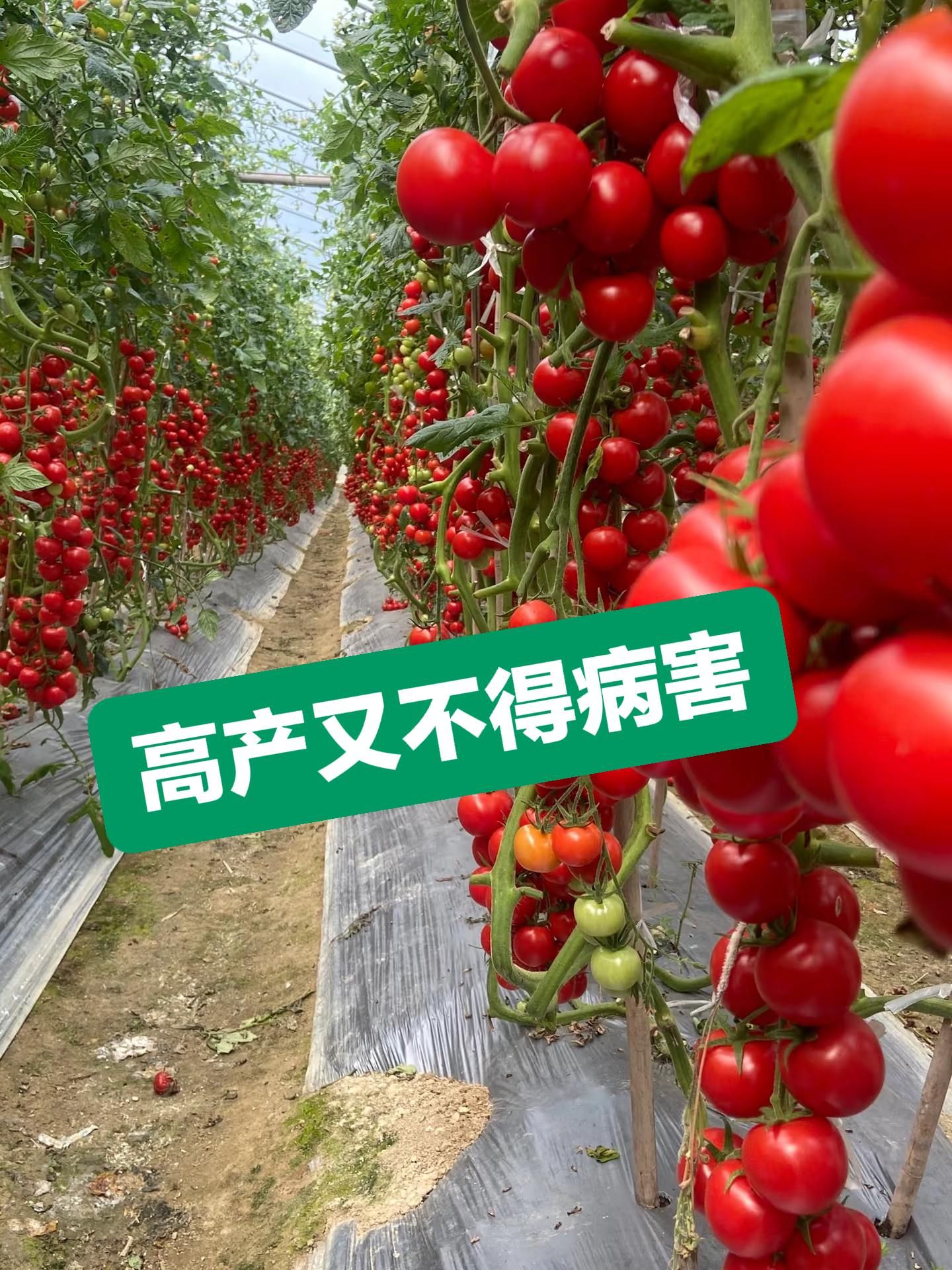 http://static.ixuenong.com/pxn/uploads/prod/thirdfile/2025/05/981b2e9e5612b6e329894e8614beb4e7.jpg