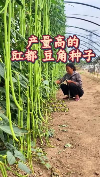 豇豆种植产量高的种子 豇豆种植产量高的种子#豇豆 #豆角 #豆角种植 #蔬菜种子 #生菜杨姐