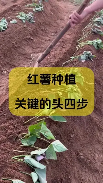 种红薯关键的头4步#红薯种植#红薯种植技巧 #种红薯小技巧 #红薯高产