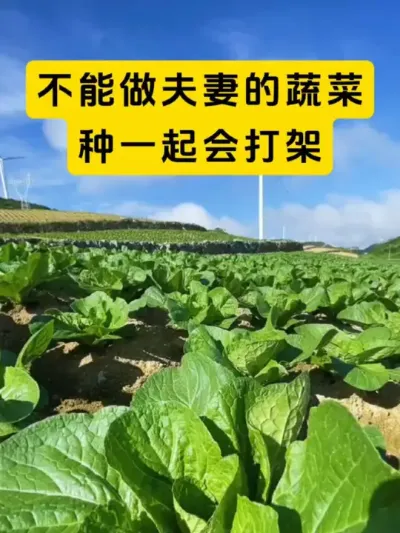 不能种在一起的蔬菜#种植小技巧 #三农 #每天分享蔬菜种植技巧 #农业植保