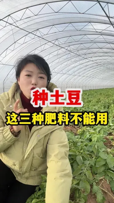 种植土豆用肥避坑很关键#服务三农支持三农 ##马铃薯种植