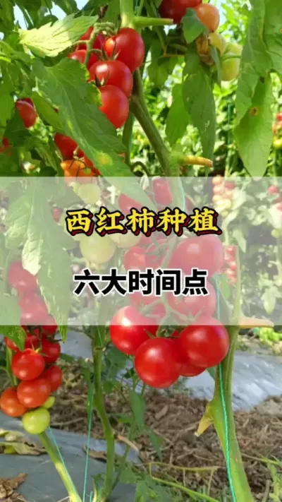 西红柿种植六大时间点#番茄种植方法及管理技术 #西红柿种植技术与管理法 #番茄种植技术 #西红柿的种植技术 #西红柿打头的正确方法