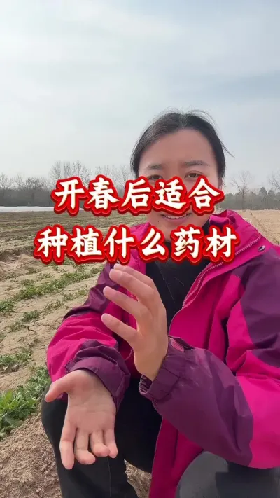 药材种植 开春后适合种植什么药材 #药材种植 #药材管理 #药材高产