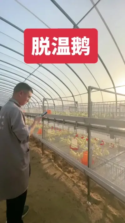 看看咱小鹅生活环境怎么样？住着阳光大棚！踩着十几个w的网床！喝着过滤过的纯净水！怎么会长不好呢？！7-25日龄脱温鹅接受预定！有需要的气说一声！#大三花脱温苗 #养鹅技术找晓雨