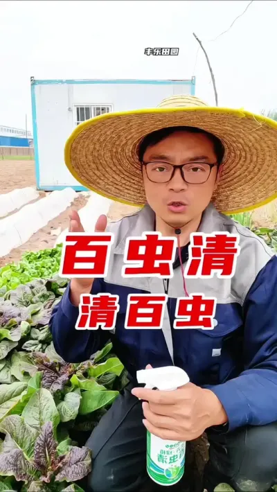 刚种下去的瓜果蔬菜幼苗，被咬的千疮百孔，赶紧用它去喷一喷#蔬菜种植 #虫害防治 #分享农业知识帮农民增产增收 #种菜小技巧 #百虫清