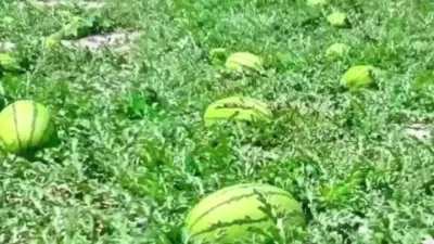西瓜的超高产种植管理技术#西瓜种植技术 #大棚西瓜种植技术 #高产西瓜种子 #头茬西瓜和二茬西瓜区别 #西瓜种植