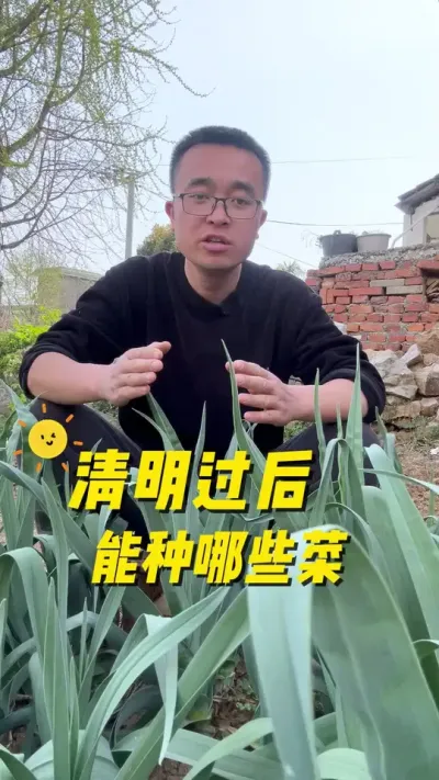 清明过后能种哪些菜？#关注我一起学种菜 #种植小技巧 #我的小菜园 #种菜 #阳台种植