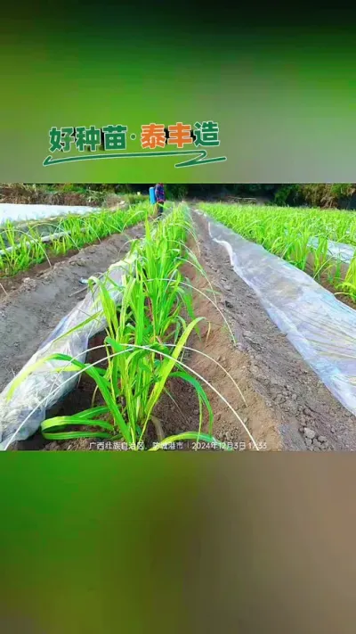 甘蔗开膜打药#甘蔗种植 #农业种植 #种植 #三农 #农业人