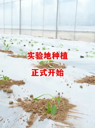 2025年实验地种植正式开始大家一起见证#辣椒种植 #辣椒 #小米辣 #线椒 #来抖音学农技