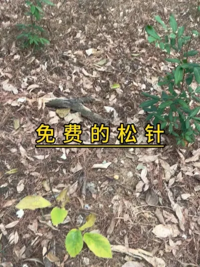 看到免费的材料，自己薅不到，心疼。下次一定搞几个麻包袋再爬山。#记录我的种植生活 #楼顶菜园 #我的小菜园 #种菜 #我爱种菜
