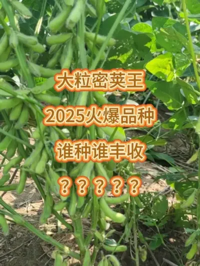 2025火爆品种，谁种谁丰收 #农业种植 #抖音助农 #服务三农支持三农 #大豆高产 #高产大豆