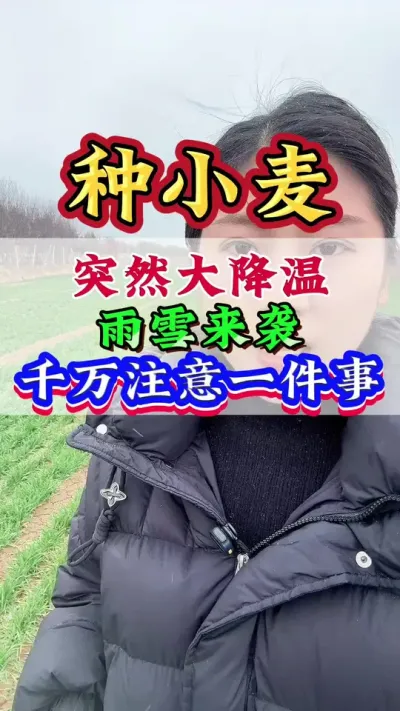 突然大降温，雨雪来袭，千万注意一件事#小麦#小麦种植#种小麦#小麦管理#小麦高产