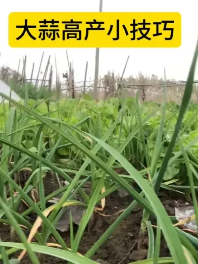 大蒜种植#农业种植 #三农种植 #种植小技巧