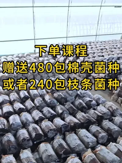 点击下放小黄车，赠送480包棉壳菌种或者240包枝条菌种，还有超值平菇种植技术干货。#平菇种植 #平菇菌种 #食用菌栽培种 #栽培种