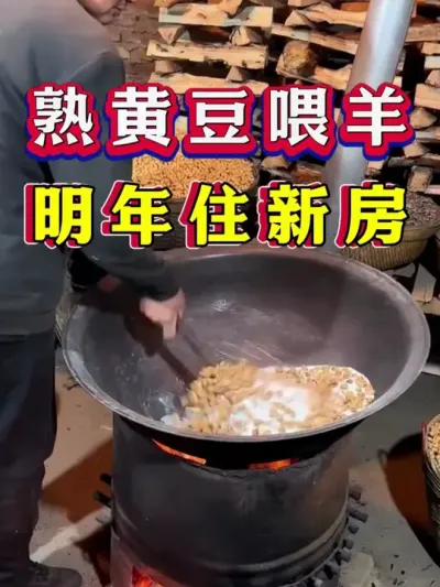 熟黄豆喂羊明年住新房 #养羊 #科学养羊 #新手养羊 #牛羊养殖