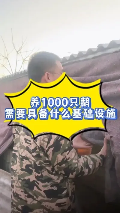 养1000只鹅，需要具备什么基础设施？点进来，我详细告诉你！#养鹅技术分享 #养鹅 #养鹅技术找晓雨 #养鹅人