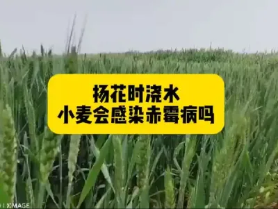 #原创视频 #新农人计划 #抖音助农#农业人话农业