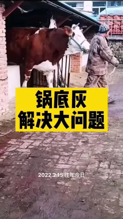 锅底灰解决牛场大问题#全国养牛人 #养殖户 #肉牛养殖 #肉牛犊肉牛养殖场