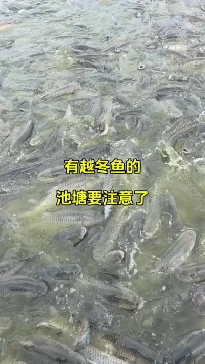 有越冬的池塘一定要注意，不要让鱼带商过冬 #高密度养殖 #水产养殖 #特种水产 #养鱼人 @抖加🔥上热门🔥dou+🔥热点宝