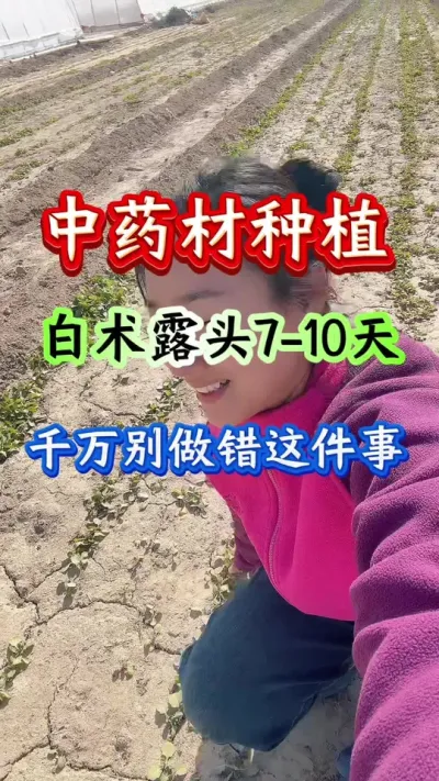 药材种植 白术露头七到十天千万别做错这件事 #白术种植 #白术管理 #白术高产 #药材种植