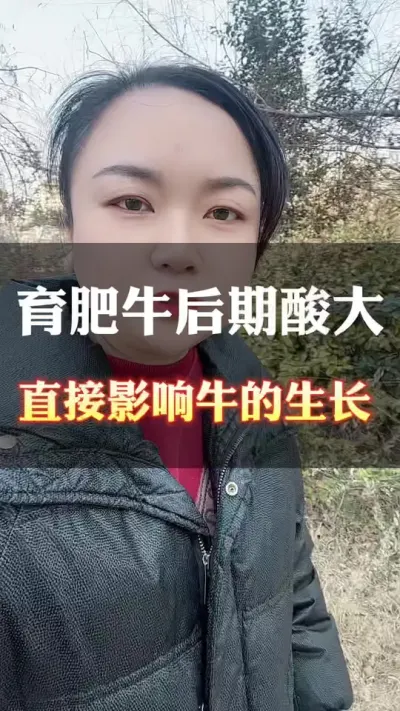 育肥牛后期酸大，直接影响牛的生长速度#养殖户 #肉牛养殖 #全国养牛人 #西门塔尔 #科学喂养