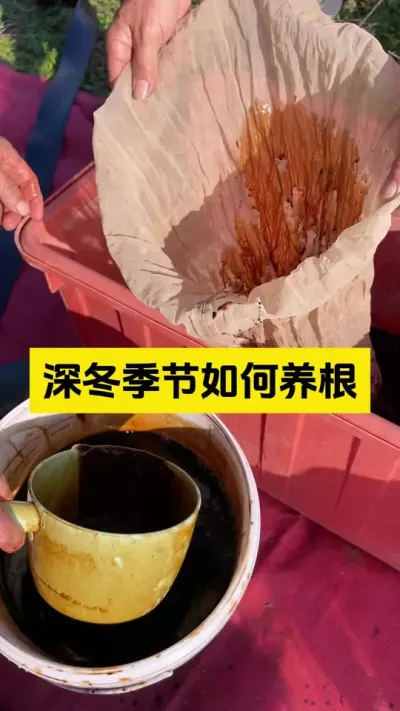 草莓在冬季如何养根？#启明大师姐 #草莓种植管理技术和方法 #农业种植 #农业技术推广 #草莓种植