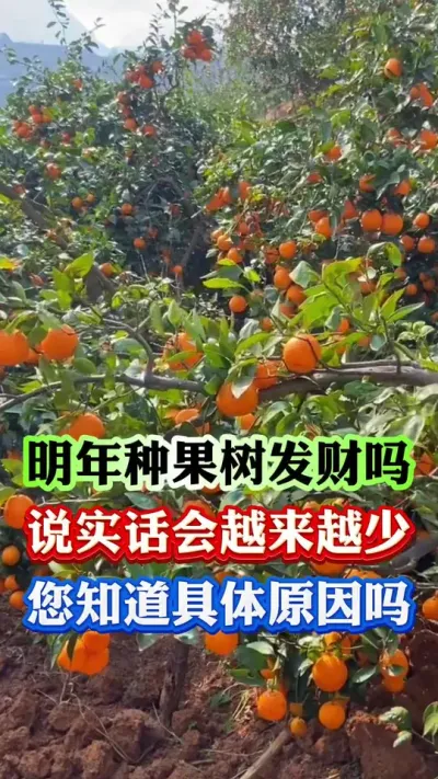 明年种果树还能发财吗？#果树种植 #果树管理 #果园管理 #柑橘种植
