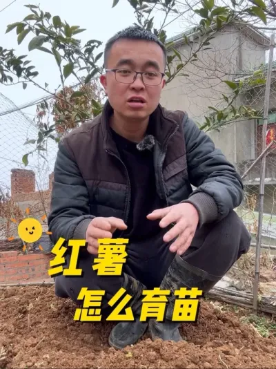 红薯怎么育苗？红薯育苗时间？#我的小菜园 #种植小技巧 #我爱种菜 #学种菜 #关注我一起学种菜