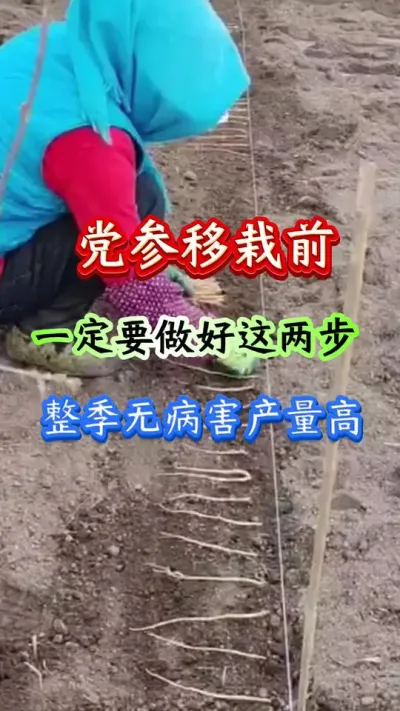 党参种植 党参移栽前一定要做好这两步整季无病害产量高 #药材种植 #党参种植 #药材管理