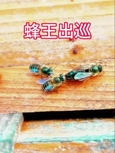 蜂王出巡，王者风范 #蜂王 #农村养蜂人 #三农 #蜜蜂养殖