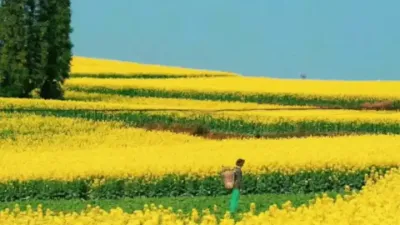 油菜的超高产春季管理技术#土壤改良 #抖音新农人 #农业技术推广 #三农服务 #振兴乡村