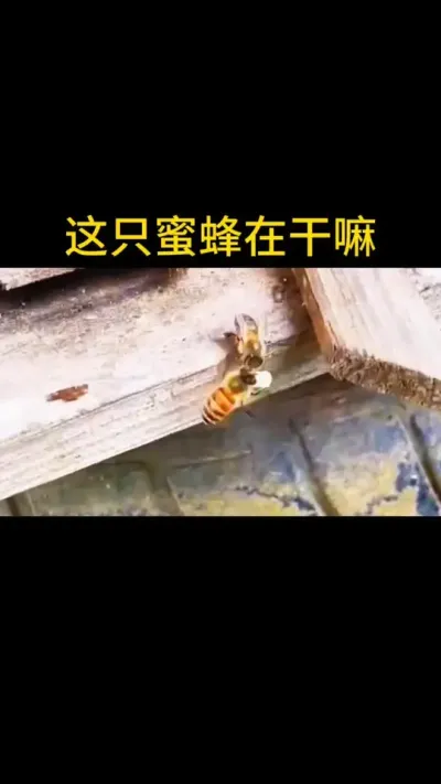 小蜜蜂在做什么，蜂群出了什么问题？#蜜蜂养殖 #三农 #农村养蜂人