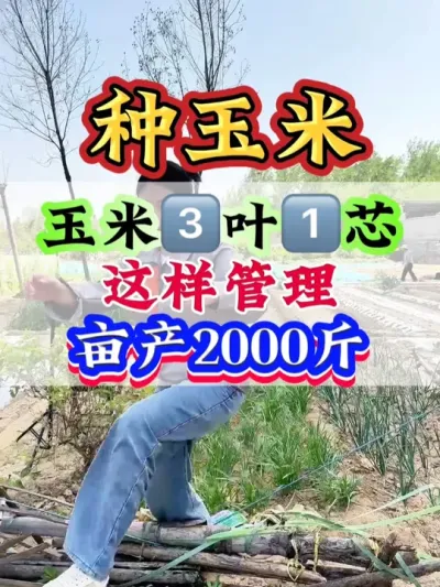 玉米三叶一芯，这样管理，亩产直冲2000斤 #玉米   #玉米管理   #玉米高产   #玉米种植 #种玉米